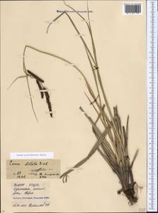 Carex acutiformis Ehrh., Caucasus, North Ossetia, Ingushetia & Chechnya (K1c) (Russia)