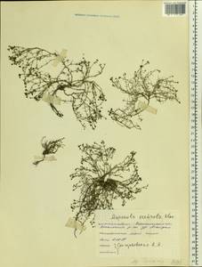 Cynanchica tephrocarpa subsp. tephrocarpa, Eastern Europe, Central forest-and-steppe region (E6) (Russia)