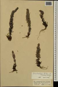 Orostachys fimbriata (Turcz.) A. Berger, Mongolia (MONG) (Mongolia)