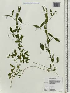 Lathyrus pratensis L., Eastern Europe, Northern region (E1) (Russia)