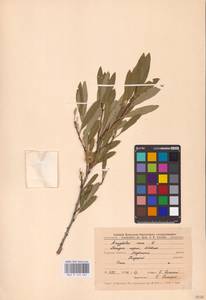 Prunus tenella Batsch, Eastern Europe, Central forest-and-steppe region (E6) (Russia)