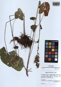 Ligularia sibirica (L.) Cass., Siberia, Altai & Sayany Mountains (S2) (Russia)