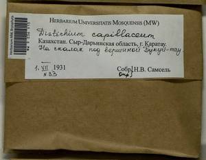 Distichium capillaceum (Hedw.) Bruch & Schimp., Bryophytes, Bryophytes - Middle Asia & Kazakhstan (B16) (Kazakhstan)