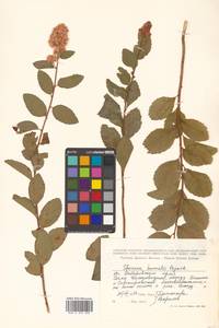 Spiraea salicifolia L., Siberia, Russian Far East (S6) (Russia)