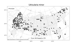 Utricularia minor L., Atlas of the Russian Flora (FLORUS) (Russia)