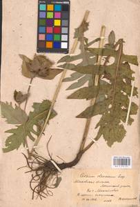 Cirsium oleraceum (L.) Scop., Eastern Europe, Moscow region (E4a) (Russia)