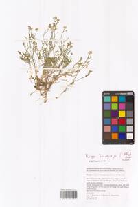 Rorippa brachycarpa (C.A.Mey.) Hayek, Eastern Europe, Lower Volga region (E9) (Russia)