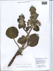 Phlomoides molucelloides (Bunge) Salmaki, Caucasus, Armenia (K5) (Armenia)