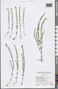 Veronica verna L., Eastern Europe, Central forest-and-steppe region (E6) (Russia)