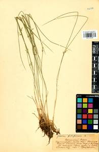 Juncus filiformis L., Siberia, Baikal & Transbaikal region (S4) (Russia)