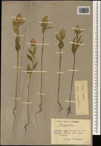 Celosia argentea f. cristata (L.) Schinz, South Asia, South Asia (Asia outside ex-Soviet states and Mongolia) (ASIA) (China)