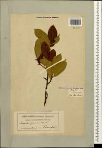 Mespilus germanica L., Caucasus, Georgia (K4) (Georgia)