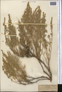 Artemisia rutifolia Steph. ex Spreng., Middle Asia, Northern & Central Tian Shan (M4) (Kazakhstan)