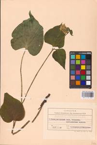 Symphytum cordatum Waldst. & Kit., Eastern Europe, West Ukrainian region (E13) (Ukraine)