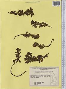 Arctostaphylos uva-ursi (L.) Spreng., Siberia, Russian Far East (S6) (Russia)