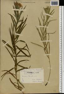 Pentanema ensifolium (L.) D. Gut. Larr., Santos-Vicente, Anderb., E. Rico & M. M. Mart. Ort., Eastern Europe, Central forest-and-steppe region (E6) (Russia)