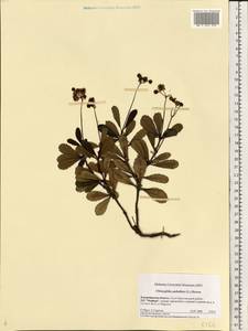 Chimaphila umbellata (L.) W. P. C. Barton, Eastern Europe, Central region (E4) (Russia)