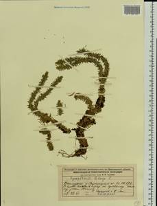 Huperzia selago (L.) Bernh., Eastern Europe, Volga-Kama region (E7) (Russia)