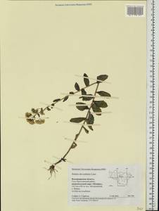 Hylotelephium maximum (L.) Holub, Eastern Europe, Central region (E4) (Russia)