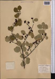 Cotoneaster multiflorus Bunge, Middle Asia, Western Tian Shan & Karatau (M3) (Kyrgyzstan)