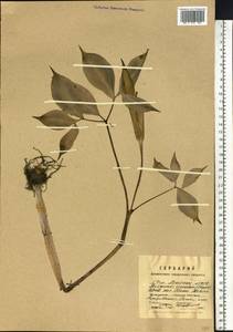 Arisaema serratum (Thunb.) Schott, Siberia, Russian Far East (S6) (Russia)