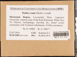 Pohlia cruda (Hedw.) Lindb., Bryophytes, Bryophytes - Karelia, Leningrad & Murmansk Oblasts (B4) (Russia)