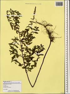 Mentha spicata L., Caucasus, Black Sea Shore (from Novorossiysk to Adler) (K3) (Russia)