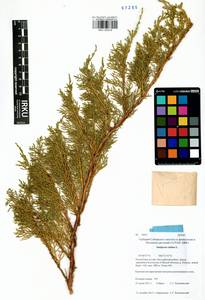 Juniperus pseudosabina Fisch. & C.A.Mey., Siberia, Altai & Sayany Mountains (S2) (Russia)