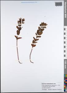 Hypericum kamtschaticum Ledeb., Siberia, Russian Far East (S6) (Russia)