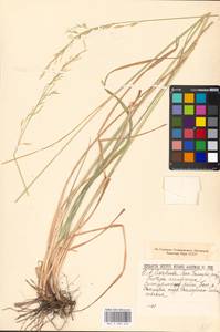 Festuca arundinacea Schreb. , nom. cons., Eastern Europe, Eastern region (E10) (Russia)