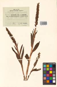 Platanthera convallariifolia (Fisch. ex Lindl.) Lindl., Siberia, Russian Far East (S6) (Russia)