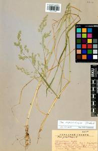 Poa pratensis subsp. pratensis, Siberia, Baikal & Transbaikal region (S4) (Russia)