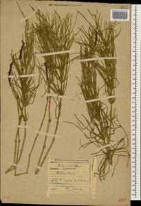 Equisetum arvense L., Caucasus, Georgia (K4) (Georgia)