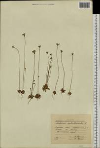 Androsace septentrionalis L., Siberia, Yakutia (S5) (Russia)