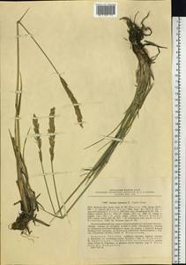 Leymus ajanensis (J.J.Vassil.) Tzvelev, Siberia, Chukotka & Kamchatka (S7) (Russia)