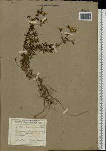 Hypericum elegans Steph. ex Willd., Eastern Europe, North Ukrainian region (E11) (Ukraine)