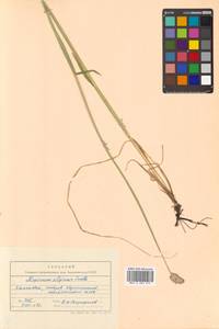 Alopecurus magellanicus Lam., Siberia, Chukotka & Kamchatka (S7) (Russia)