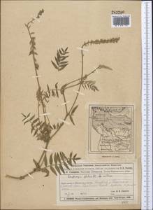 Oxytropis glabra DC., Middle Asia, Muyunkumy, Balkhash & Betpak-Dala (M9) (Kazakhstan)