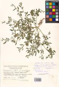 Chenopodium striatiforme Murr, Eastern Europe, Moscow region (E4a) (Russia)