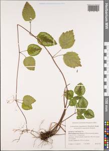Lamium galeobdolon subsp. argentatum (Smejkal) J.Duvign., Siberia, Western Siberia (S1) (Russia)