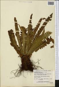 Polystichum lonchitis (L.) Roth, America (AMER) (Canada)