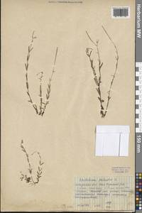 Epilobium palustre L., Siberia, Baikal & Transbaikal region (S4) (Russia)