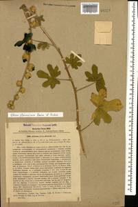 Alcea flavovirens (Boiss. & Buhse) Iljin, Caucasus, Georgia (K4) (Georgia)