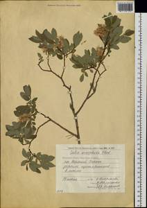 Salix bebbiana Sarg., Siberia, Chukotka & Kamchatka (S7) (Russia)