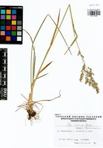 Poa sibirica Roshev., Siberia, Baikal & Transbaikal region (S4) (Russia)