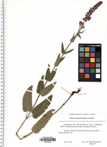 Salvia nemorosa subsp. pseudosylvestris (Stapf) Bornm., Eastern Europe, Middle Volga region (E8) (Russia)