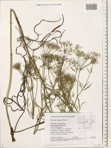 Falcaria vulgaris Bernh., Eastern Europe, Central region (E4) (Russia)