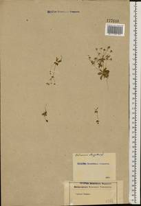 Androsace elongata L., Eastern Europe, Rostov Oblast (E12a) (Russia)