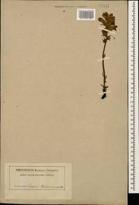 Orobanche, Caucasus, Abkhazia (K4a) (Abkhazia)