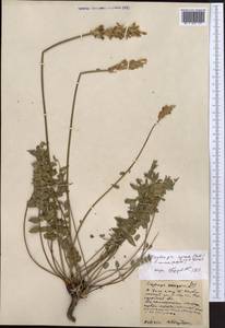Oxytropis spicata (Pall.)O.Fedtsch. & B.Fedtsch., Middle Asia, Northern & Central Kazakhstan (M10) (Kazakhstan)